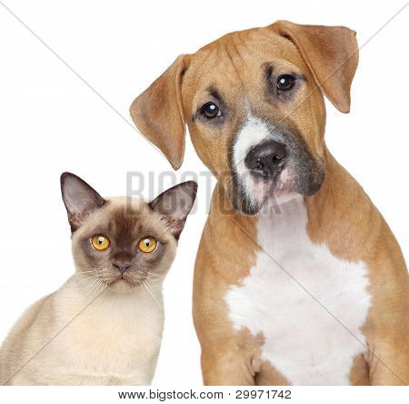 Gato e cachorro retrato sobre um fundo branco