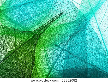 Macro leaves background texture