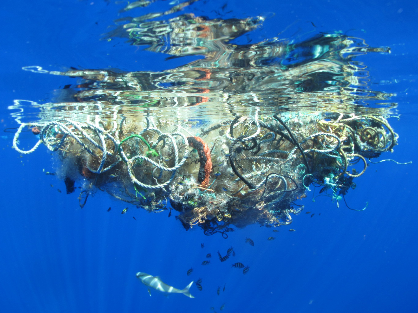 Scripps Scientists Exploring The Great Pacific Garbage Patch Kpbs | My ...