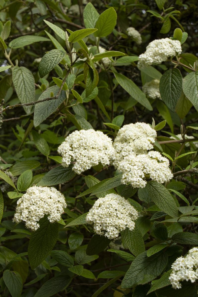 Image of Allegheny viburnum tea