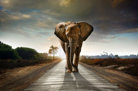 Foto de Elefante solitario caminando en un camino con el Sol por detrás - Imagen libre de derechos