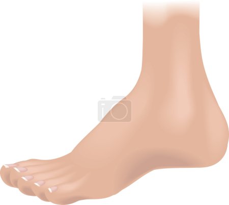 Illustration for An illustration of a human foot, no meshes used - Royalty Free Image