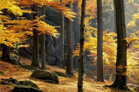 Foto de Roca en bosque de haya 03 - Imagen libre de derechos