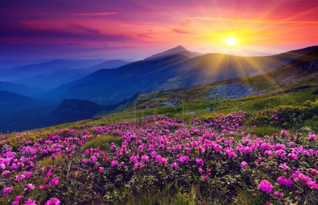 Foto de Flores mágicas de rododendro rosa en la montaña de verano - Imagen libre de derechos