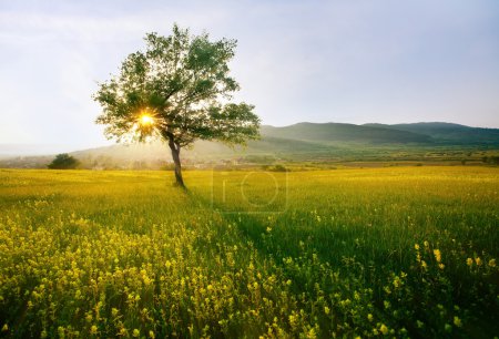 Foto de Árbol único en tierras de cultivo soleadas cerca de la aldea; hdr atardecer paisaje - Imagen libre de derechos