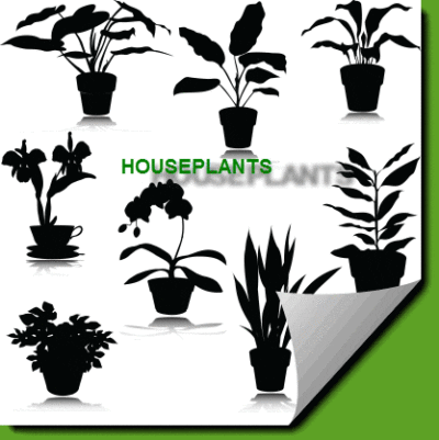 houseplants_canstock_el