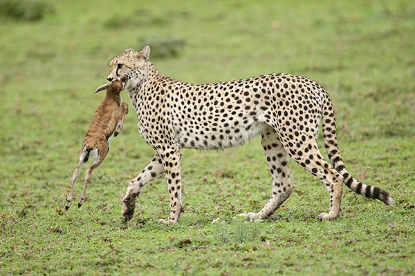 Photo of the Week: Death in the Tall Grass - Steve Gettle Nature ...