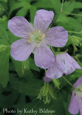 Light purple pink flower