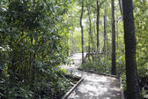 a boardwalk footpath winding its way through a woodland