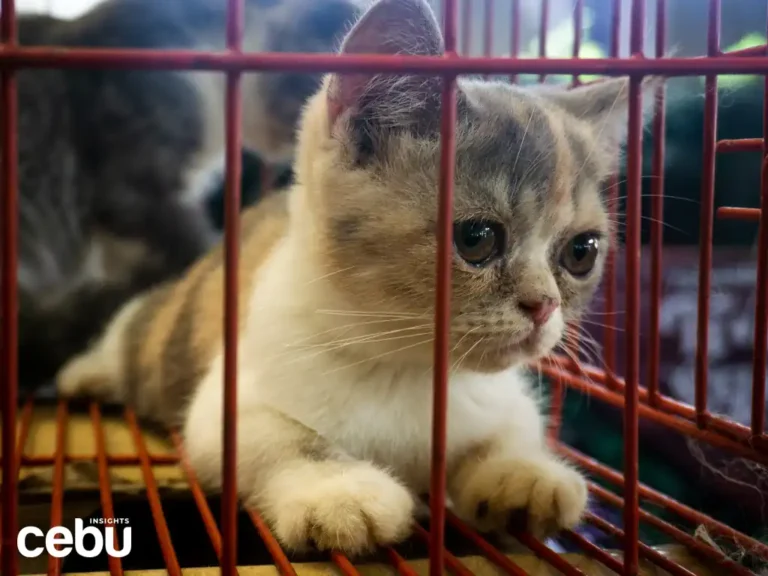 A cat for adoption during a pet fair in pet friendly Cebu