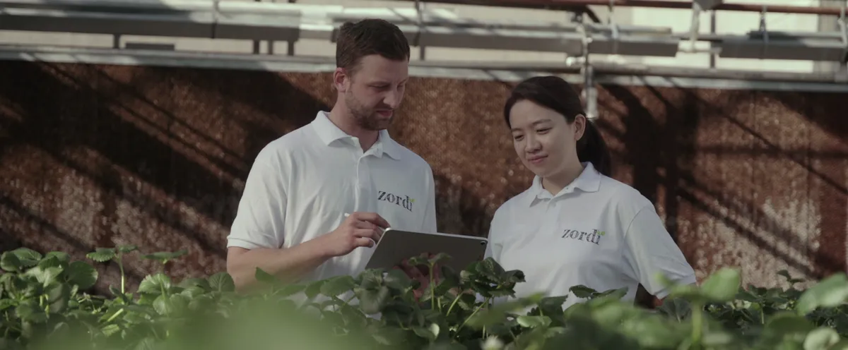 A man and a woman wearing white polo shirts that read "Zordi" stand in a greenhouse filled with strawberries.