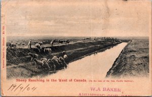 Canada sheep Ranching In The West Of Canada Vintage Postcard B218