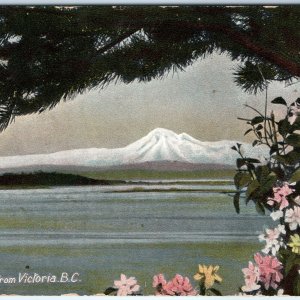 c1920s Mount Baker from Victoria BC Canada Snow Peak Flowers Pine Branch A356