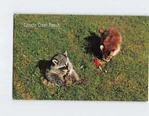 Postcard A Pair of Mischievous Racoons Having a Snack Creek Ranch Canada