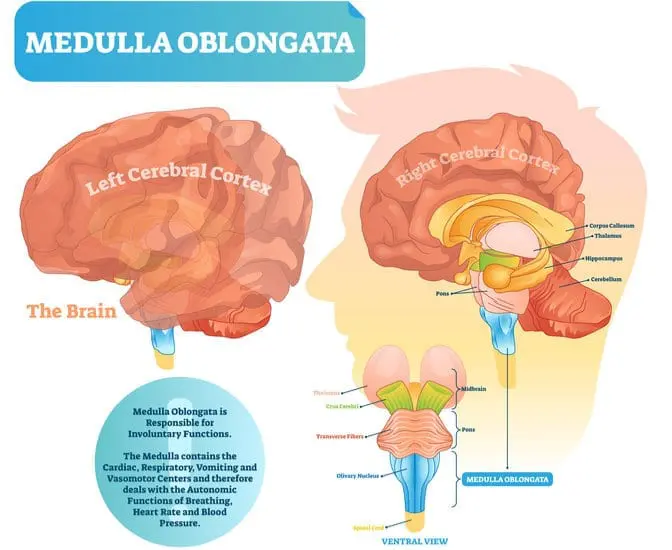 The medulla and your nervous system