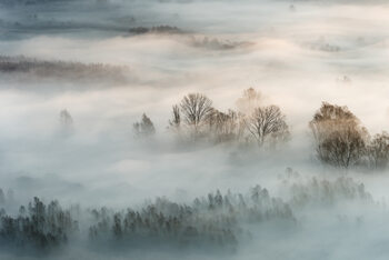 Fotografie Winter fog