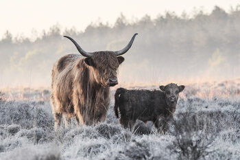 Φωτογραφία Highlander and Calf