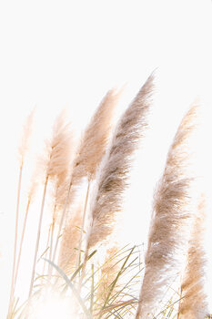 Kunstfoto Reed 1