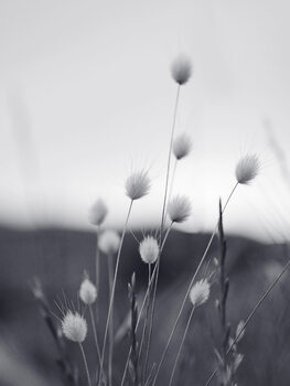 Fotografia Field Grass