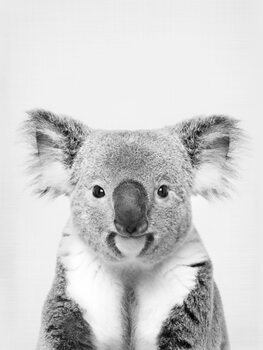 Illustration Koala