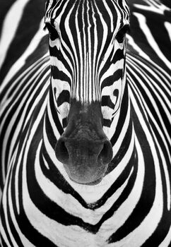 Φωτογραφία ZEBRA