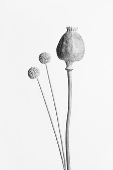 Kunstfoto Poppy Seed Capsule Black and White