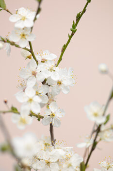 Художня фотографія Cherry tree flowers