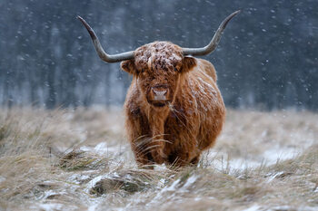 Φωτογραφία Snowy Highland cow