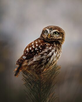 Φωτογραφία Morning with owl