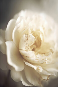 Kunstfoto Peony in soft light