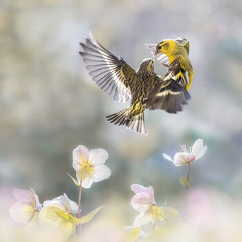 Fotografia Spinus in the spring