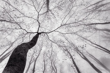 Fotografi A view of the tree crown