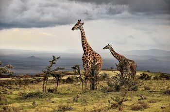 Fotografie Giraffe