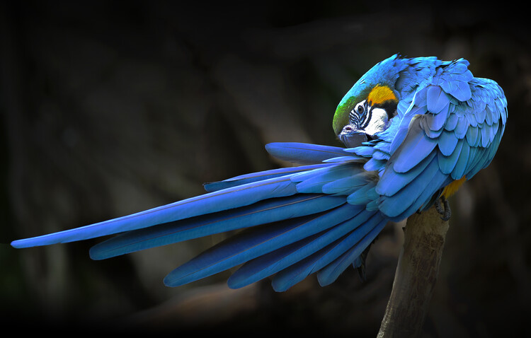 Φωτογραφία Blue parrot