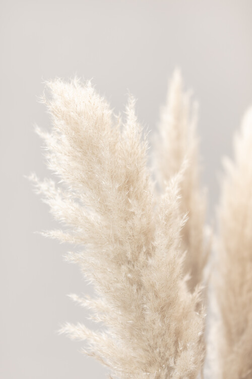 Fotografi Pampas Grass Grey 03