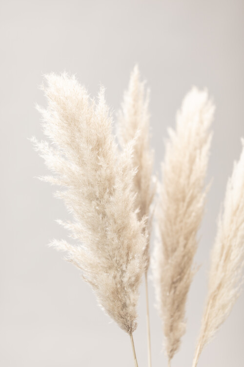 Fotografi Pampas Grass Grey 02