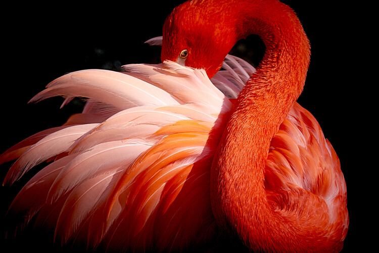 Φωτογραφία flamingo