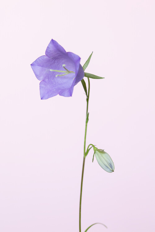 Художня фотографія Bluebell pink background