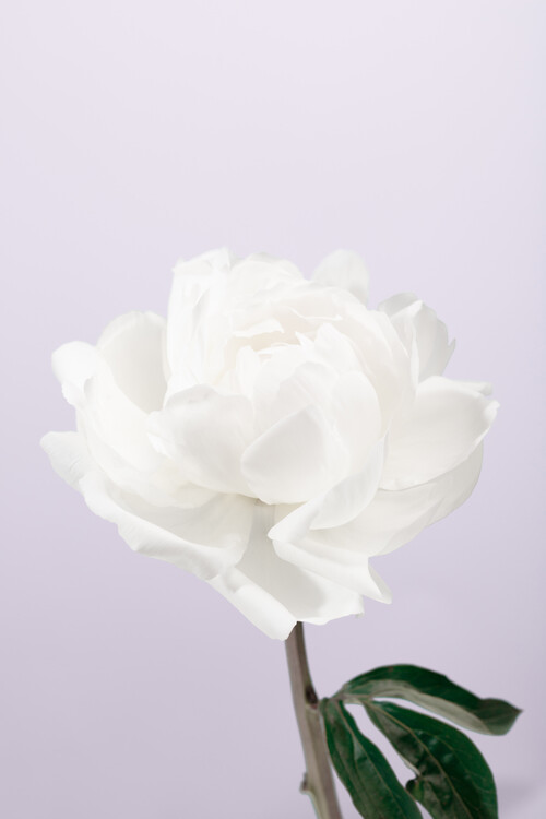 Kunstfoto Peony 3