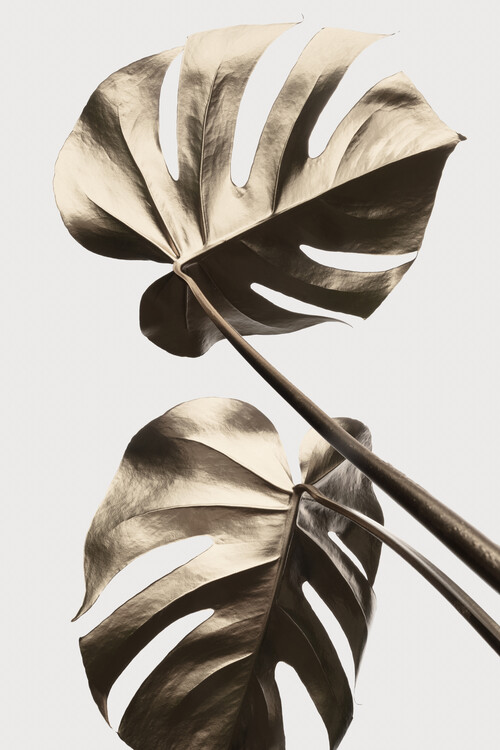 Ілюстрація Monstera Gold 08