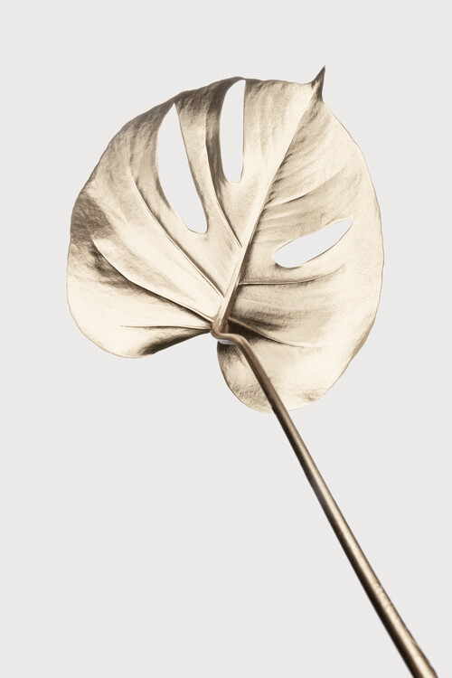 Ілюстрація Monstera Gold 05