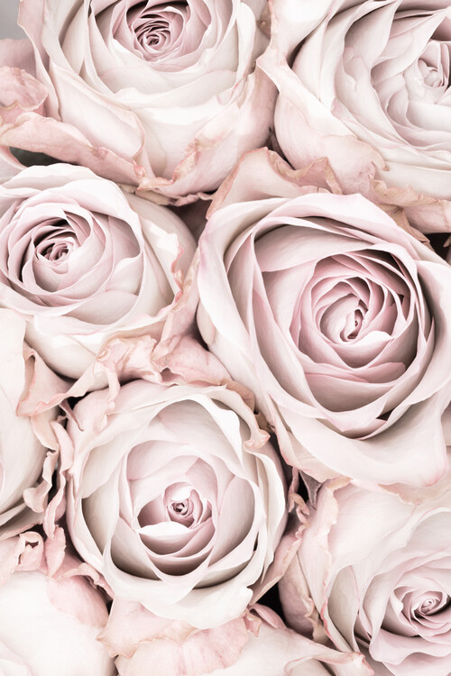 Kunstfoto Pink Roses No 01