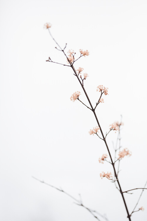 Художня фотографія Twig with small flowers