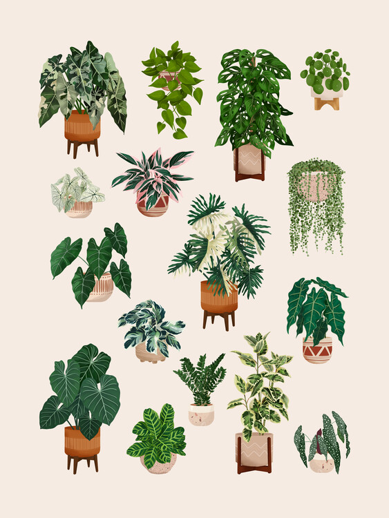 Ілюстрація House Plant Collection 3