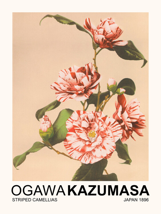 Reproduktion Striped Camellias (Japandi Florals) - Ogawa Kazumasa