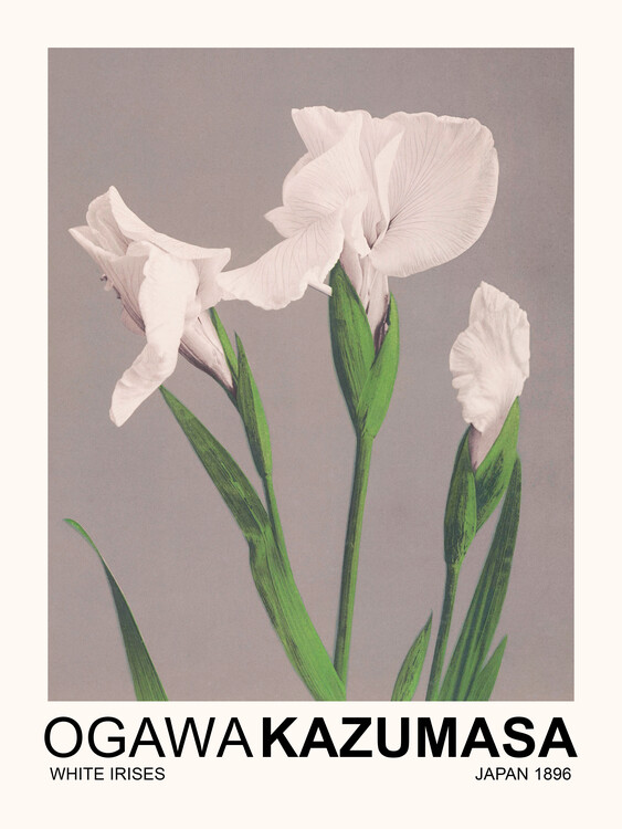 Reproduktion White Irises (Japandi Florals) - Ogawa Kazumasa