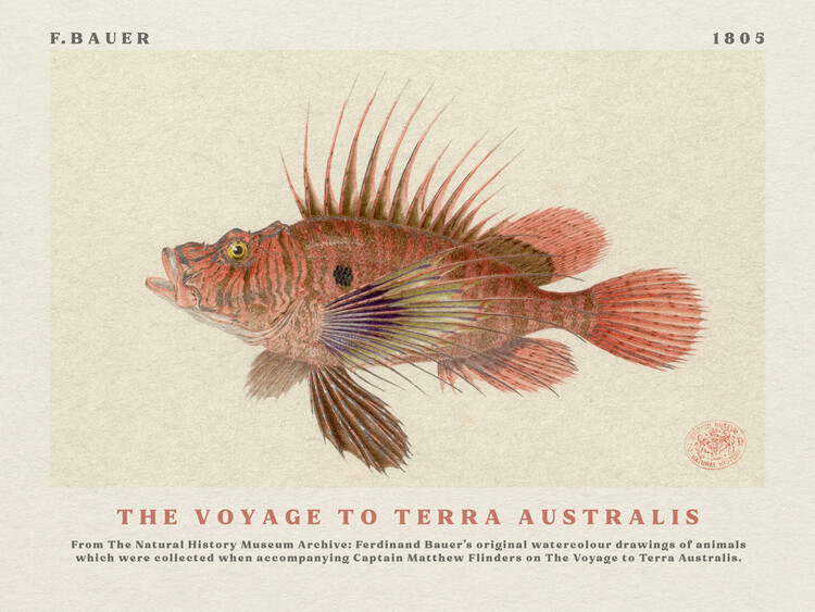 Αναπαραγωγή Watercolour Lionfish from The Voyage to Terra Australis (Vintage Academia) - Ferdinand Bauer