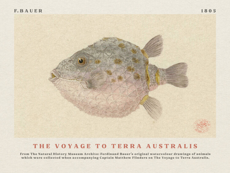 Αναπαραγωγή Watercolour Boxfish from The Voyage to Terra Australis (Vintage Academia) - Ferdinand Bauer