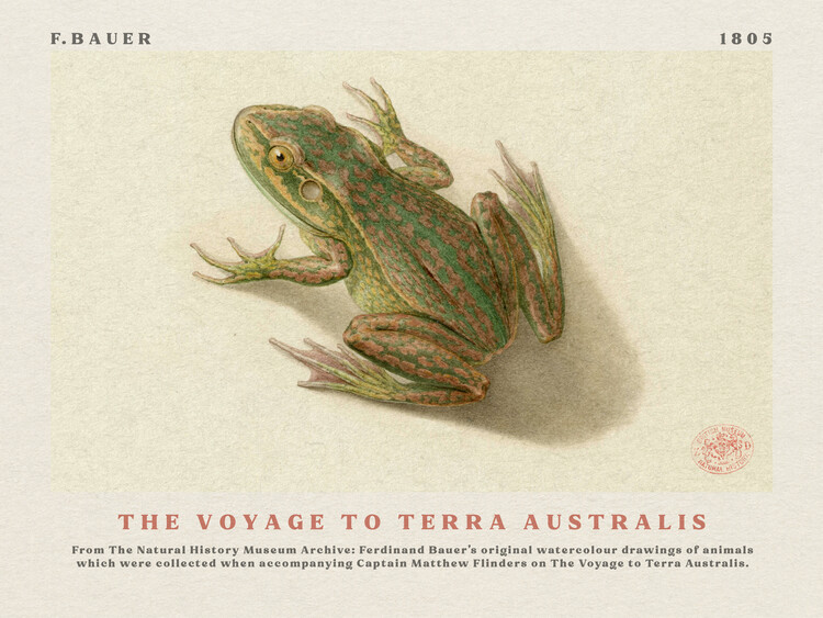 Αναπαραγωγή Watercolour Frog from The Voyage to Terra Australis (Vintage Academia) - Ferdinand Bauer