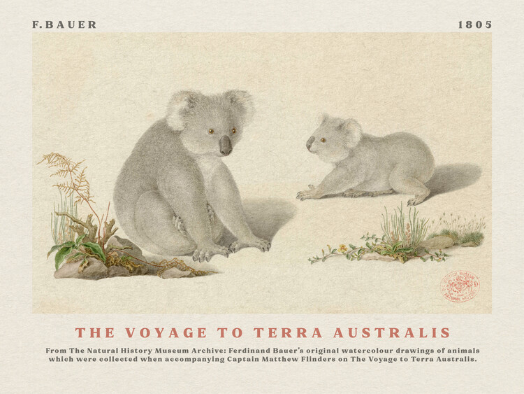 Αναπαραγωγή Watercolour Koalas from The Voyage to Terra Australis (Vintage Academia) - Ferdinand Bauer